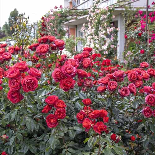 Trandafir floribunda Hot Cocoa®, C5 imagine 3 articol 5509