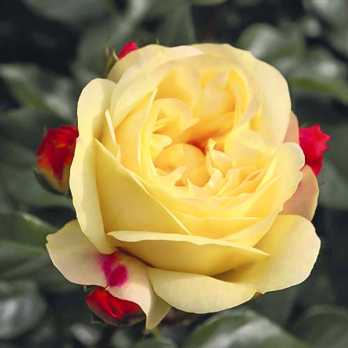 Trandafir floribunda Lampion articol fotografie 1 Trandafir floribunda Lampion imagine 1 articol 5823