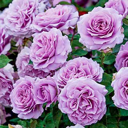 Trandafir floribunda Love Song imagine 1 articol 2193