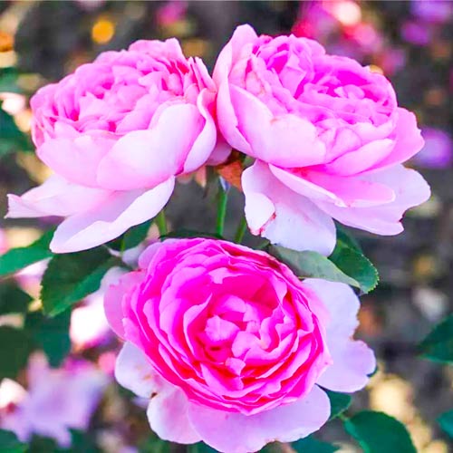 Trandafir floribunda Magic Aroma ®, C3 articol fotografie 1 Trandafir floribunda Magic Aroma ®, C3 imagine 1 articol 2066