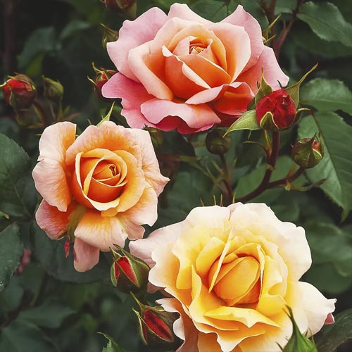 Trandafir floribunda Marie Curie ®, С3 articol fotografie 1 Trandafir floribunda Marie Curie ®, С3 imagine 1 articol 6176