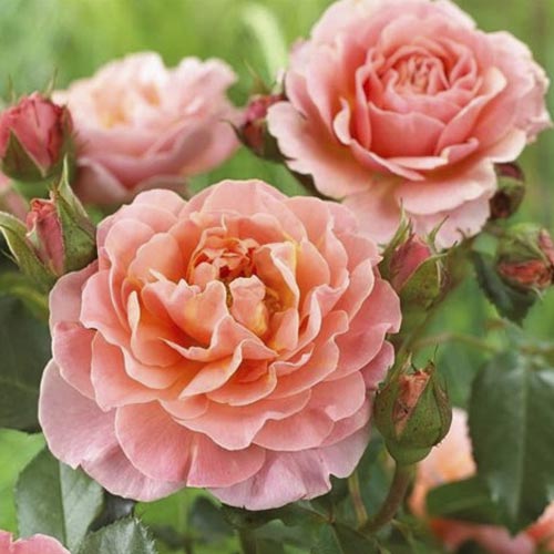 Trandafir floribunda Marie Curie ®, С3 articol fotografie 2 Trandafir floribunda Marie Curie ®, С3 imagine 2 articol 6176