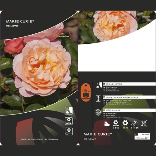 Trandafir floribunda Marie Curie ®, С3 articol fotografie 3 Trandafir floribunda Marie Curie ®, С3 imagine 3 articol 6176