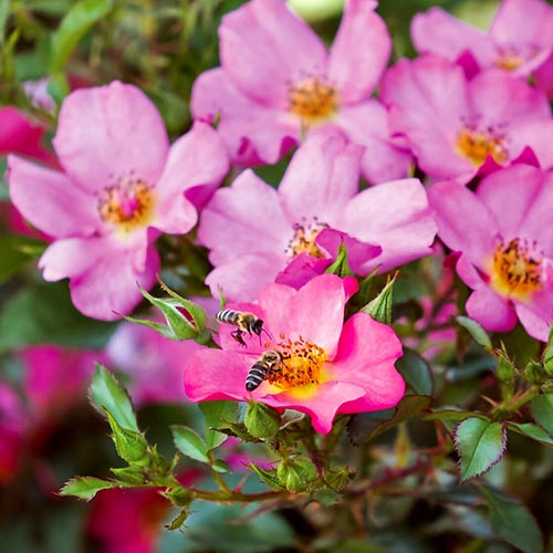 Trandafir floribunda Mella Barbie articol fotografie 1 Trandafir floribunda Mella Barbie imagine 1 articol 4972
