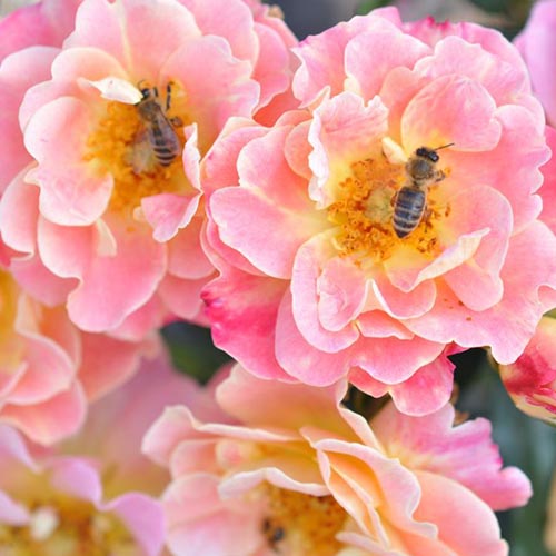 Trandafir floribunda Mella Exotic imagine 1 articol 4974