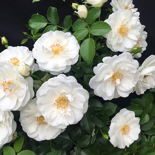 Trandafir floribunda Milly Winter Jewel articol fotografie 1 Trandafir floribunda Milly Winter Jewel imagine 1 articol 4976