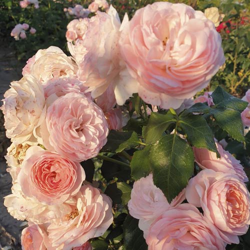 Trandafir floribunda Miss.Granger® articol fotografie 3 Trandafir floribunda Miss.Granger® imagine 3 articol 6191