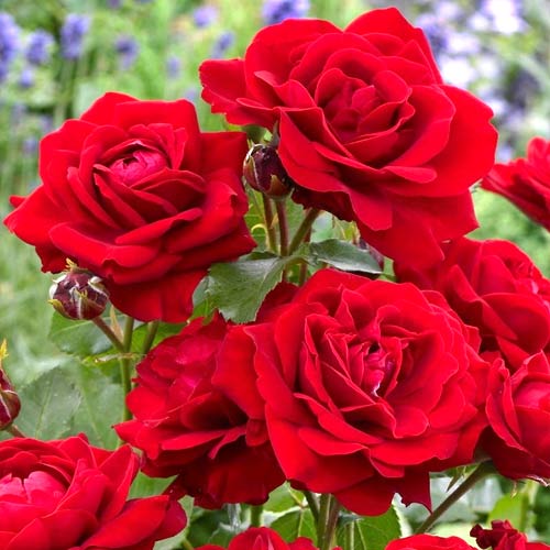 Trandafir floribunda Nina, root ball articol fotografie 1 Trandafir floribunda Nina, root ball imagine 1 articol 2196