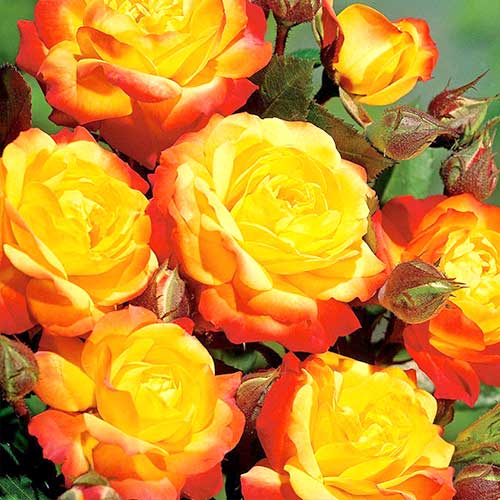 Trandafir floribunda Orange Red articol fotografie 1 Trandafir floribunda Orange Red imagine 1 articol 3609