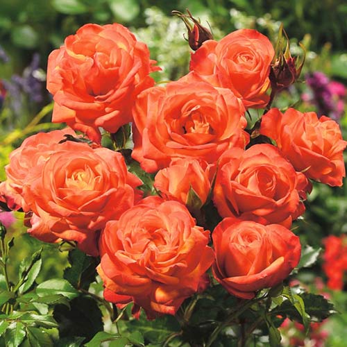 Trandafir floribunda Orange, root ball imagine 1 articol 3608
