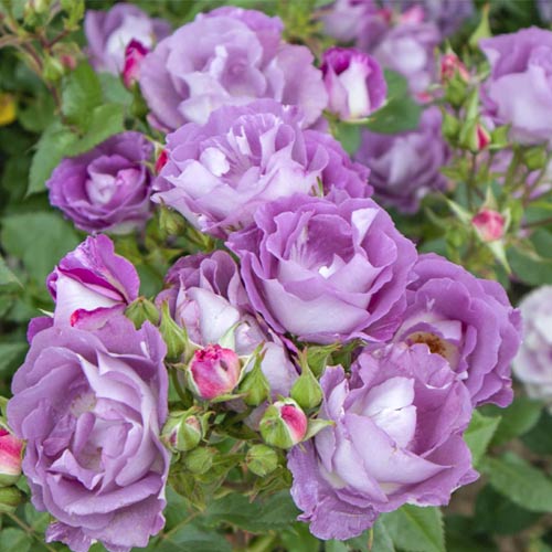 Trandafir floribunda Pacific Dream®, C5 articol fotografie 1 Trandafir floribunda Pacific Dream®, C5 imagine 1 articol 6148