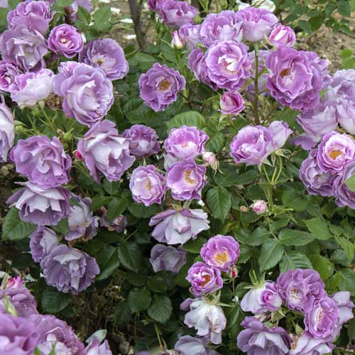 Trandafir floribunda Pacific Dream®, C5 articol fotografie 4 Trandafir floribunda Pacific Dream®, C5 imagine 4 articol 6148