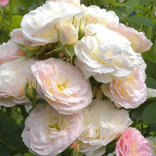 Trandafir floribunda Part Flight imagine 1 articol 3678