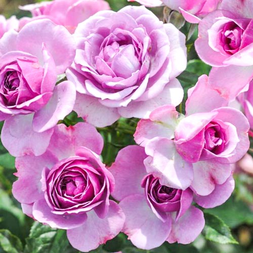 Trandafir floribunda Pink Diadem articol fotografie 1 Trandafir floribunda Pink Diadem imagine 1 articol 2198