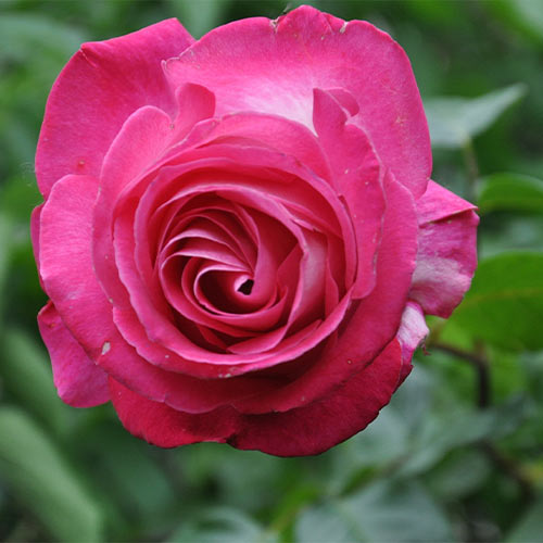 Trandafir floribunda Pink Tom imagine 1 articol 3653