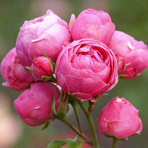 Trandafir floribunda Pomponella Fairy Tale imagine 1 articol 6220