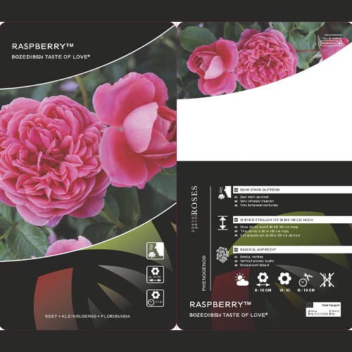 Trandafir floribunda Raspberry ™, С3 articol fotografie 3 Trandafir floribunda Raspberry ™, С3 imagine 3 articol 6178