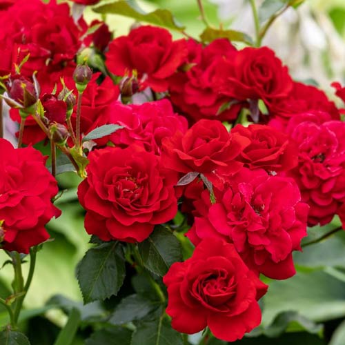 Trandafir floribunda Red, root ball imagine 1 articol 3612