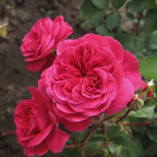 Trandafir floribunda Sava Reka articol fotografie 1 Trandafir floribunda Sava Reka imagine 1 articol 4556