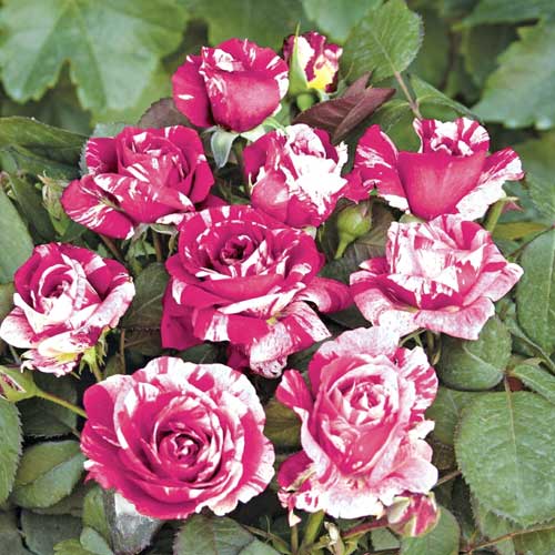 Trandafir floribunda Scentimental®, C5 imagine 1 articol 5516