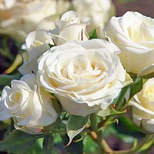 Trandafir floribunda Schneewittchen ®, C3 articol fotografie 1 Trandafir floribunda Schneewittchen ®, C3 imagine 1 articol 5006
