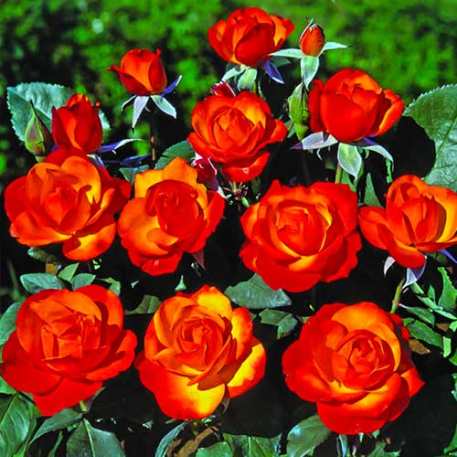 Trandafir floribunda Tempi Moderni® articol fotografie 1 Trandafir floribunda Tempi Moderni® imagine 1 articol 5518