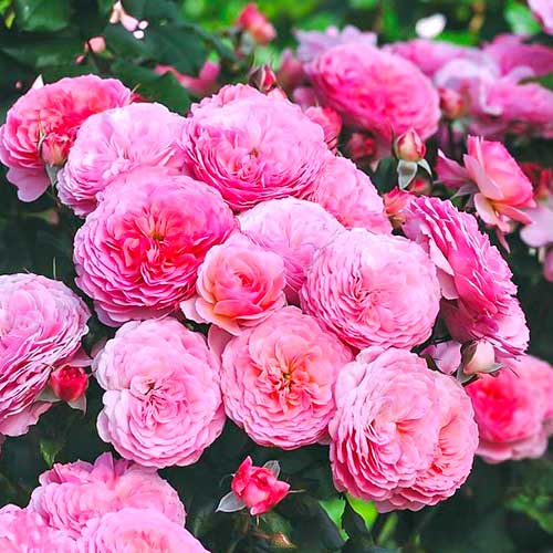 Trandafir floribunda Theo Clevers articol fotografie 1 Trandafir floribunda Theo Clevers imagine 1 articol 5007