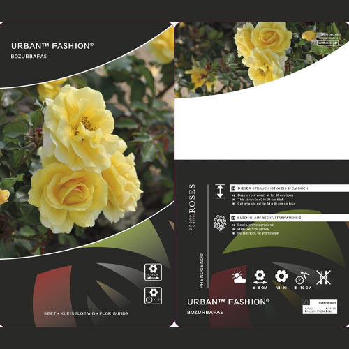 Trandafir floribunda Urban ™ Fashion ®, С3 articol fotografie 2 Trandafir floribunda Urban ™ Fashion ®, С3 imagine 2 articol 5008
