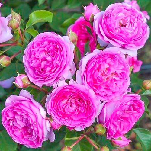 Trandafir floribunda Vaza Lavender articol fotografie 1 Trandafir floribunda Vaza Lavender imagine 1 articol 4975