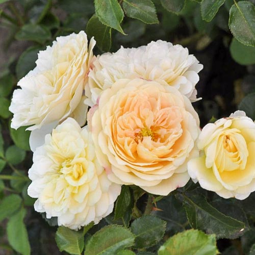 Trandafir floribunda Lemon™ Vaza ®, С5 articol fotografie 1 Trandafir floribunda Lemon™ Vaza ®, С5 imagine 1 articol 4989