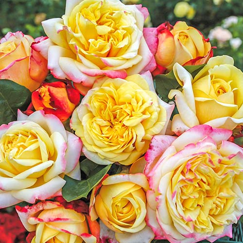 Trandafir floribunda White Pink Yellow articol fotografie 1 Trandafir floribunda White Pink Yellow imagine 1 articol 3614