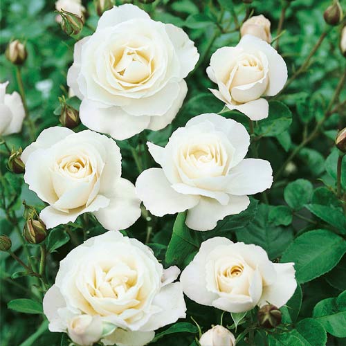 Trandafir floribunda White, root ball imagine 1 articol 3613