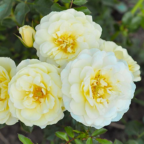Trandafir floribunda Yellow Pixie imagine 1 articol 4983