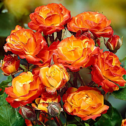 Trandafir floribunda Yellow Red articol fotografie 1 Trandafir floribunda Yellow Red imagine 1 articol 3616