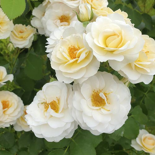Trandafir floribunda Zorza® imagine 1 articol 6190