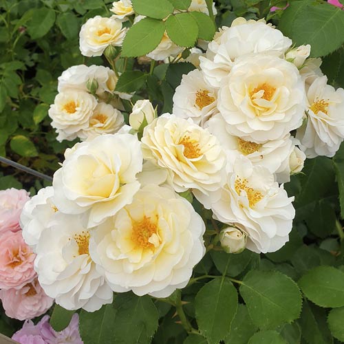 Trandafir floribunda Zorza® imagine 3 articol 6190