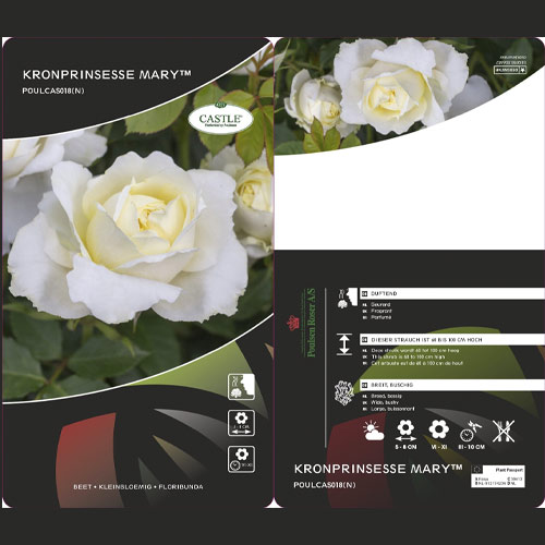 Trandafir floribunda Kronprinsesse Mary ®, С5 articol fotografie 2 Trandafir floribunda Kronprinsesse Mary ®, С5 imagine 2 articol 4970