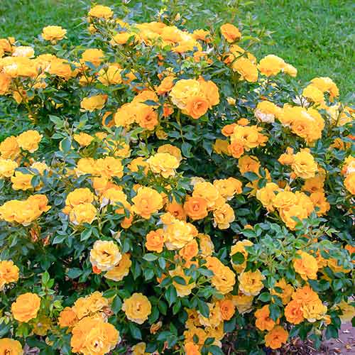 Trandafir Lucciola® imagine 1 articol 5554