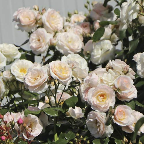 Trandafir mini Lady Meillandina imagine 1 articol 6260