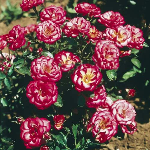 Trandafir mini Sweet Symphony imagine 1 articol 6263