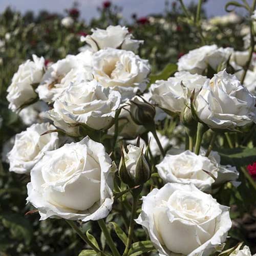 Trandafir mini Sсhnee Princess imagine 1 articol 6264