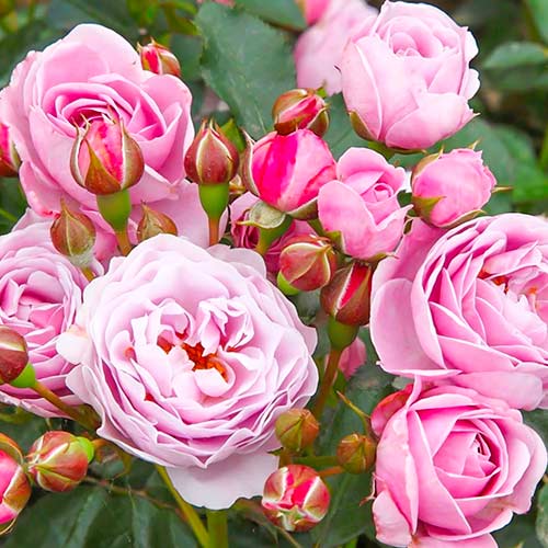 Trandafir Nautica articol fotografie 1 Trandafir Nautica imagine 1 articol 5705