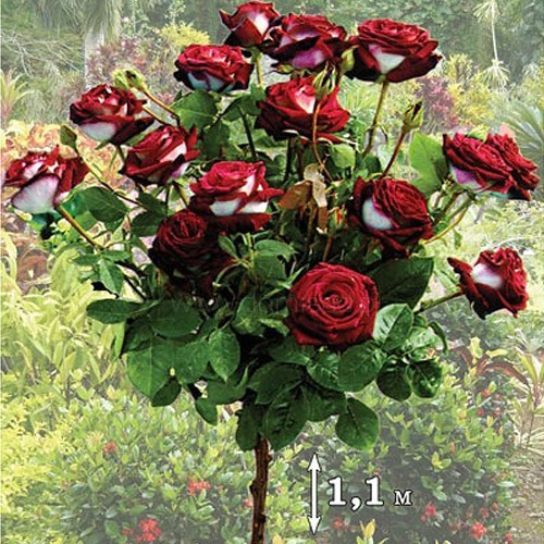 Trandafir pe tulpină înaltă Osiria imagine 1 articol 2848