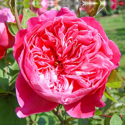 Trandafir teahibrid Accademia® imagine 1 articol 5547