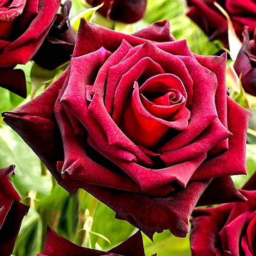 Trandafir teahibrid Black Baccara articol fotografie 1 Trandafir teahibrid Black Baccara imagine 1 articol 2107