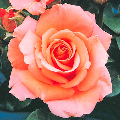 Trandafir teahibrid Bogi articol fotografie 1 Trandafir teahibrid Bogi imagine 1 articol 3656