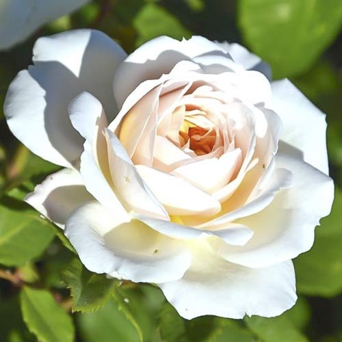 Trandafir teahibrid Brilliance imagine 1 articol 6223