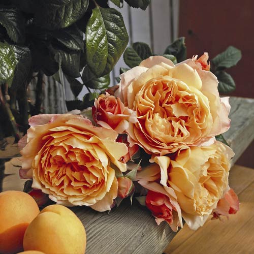 Trandafir teahibrid Capri®, C5 imagine 2 articol 5556