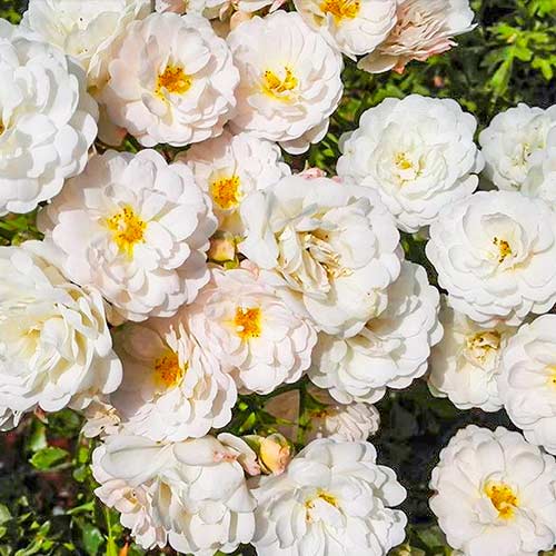 Trandafir teahibrid Cometa imagine 1 articol 5701