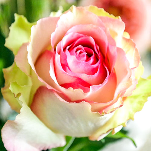 Trandafir teahibrid Dancing Queen imagine 1 articol 2116